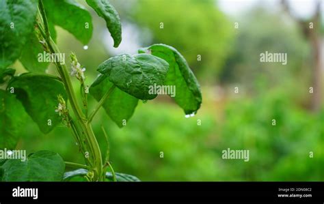 Guar bean plant hi-res stock photography and images - Alamy