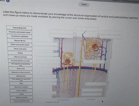 Solved Saved Label The Figure Below To Demonstrate Your Chegg