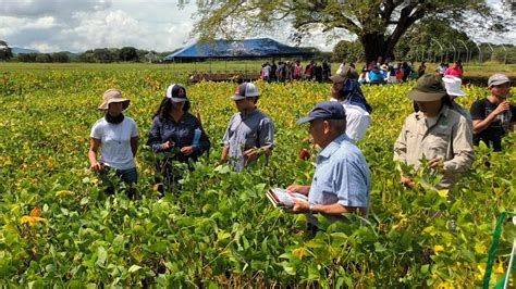 Agricultores Retoman El Cultivo De Soya En Guanacaste Con Semilla Ucr