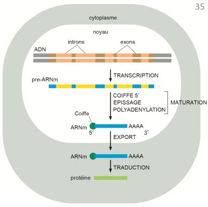 Maturation Eucaryote Des ARN Cartes Quizlet