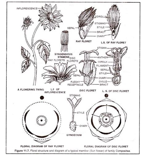 Families Of Flowering Plants And Their Economic Importance