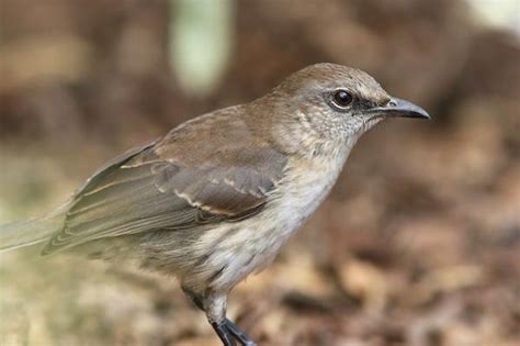 10 Aves En Peligro De ExtinciÓn En México Lista Con Fotos