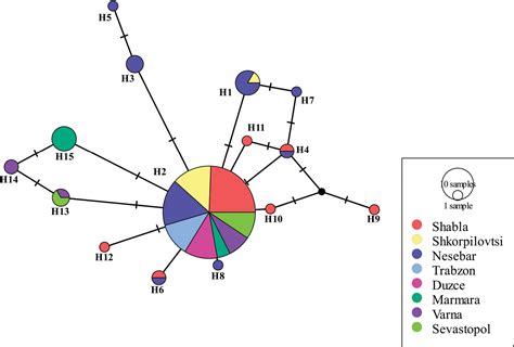 Genetic Diversity And Morphological Characterisation Of Three Turbot