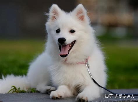 和萨摩耶相似的银狐犬，为什么很少有人养？ 知乎