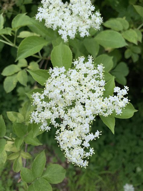 Elderberry Flower Bread – Jure Čuhalev