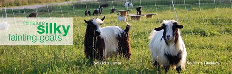 Miniature Silky Fainting Goats | roundabout