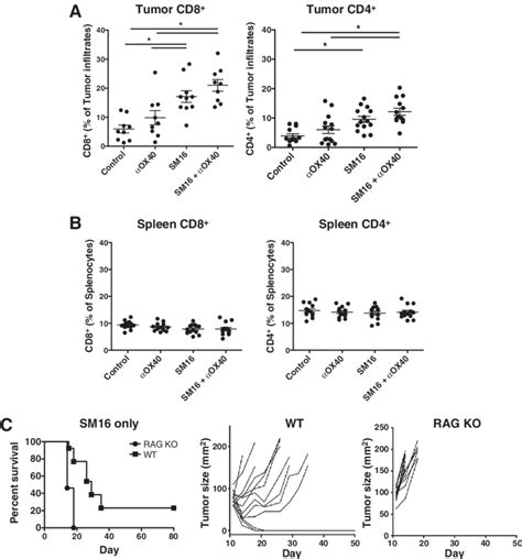 Increased T Cell Infiltration In Tumorbearing Mice Treated With