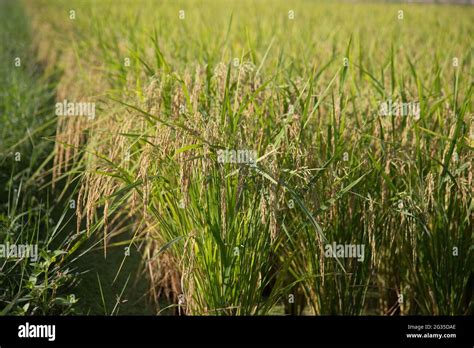 Paddy Field Scenery Hi Res Stock Photography And Images Alamy