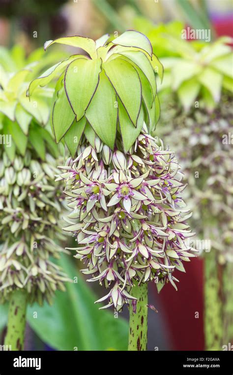 Eucomis Bicolor Two Coloured Pineapple Lily Stock Photo Alamy