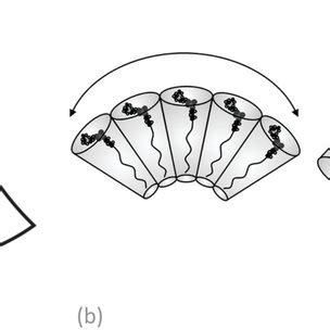 Binary Phase Diagram Of Monooleinwater Top And Monolinoleinwater