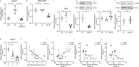 Mapk Decreases Ezh Through Mirna Mir Expression Levels Were