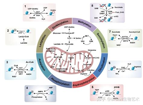 『珍藏版』综述 肿瘤的代谢重编程和表观遗传修饰 调控机制及潜在的治疗策略 知乎