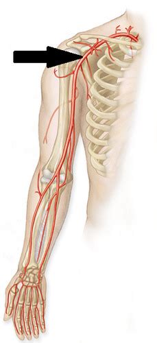 Blood Vessels Upper Limb Flashcards Quizlet