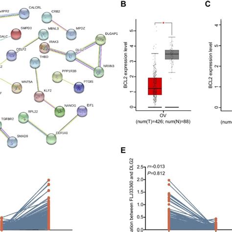 Bcl Is The Hub Gene Of Potential Target Genes Notes A The Ppi