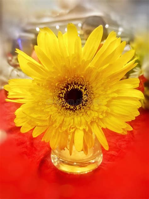 Flower Yellow Gerbera Flowering Plant Picture Image 112842584