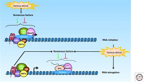 Transcriptional Regulation By P53