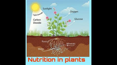 Class Science Ncert Chapter Nutrition In Plants