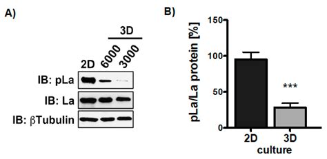 Cancers Free Full Text Rna Binding Protein La Mediates Tgfβ Induced