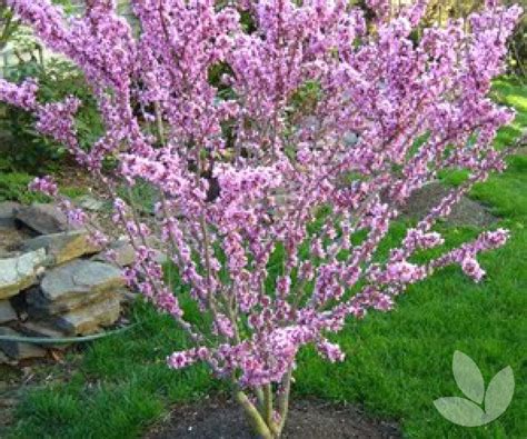 Cercis Chinensis Chinese Redbud Trees Speciality Trees