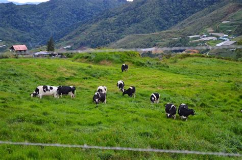 Tempat Menarik Di Sabah Desa Dairy Cattle Farm Di Kundasang Lokasi