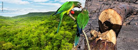 Entenda Como Ocorre O Desmatamento Na Caatinga No Clima Da Caatinga