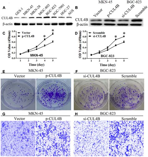 Cul4b Regulates Gc Cell Behaviors In Vitro Cul4b Protein Levels In Gc