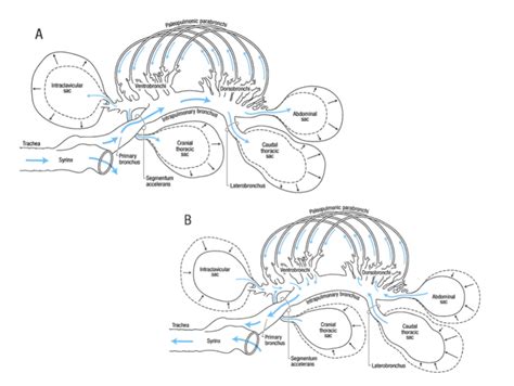 Birds Respiratory System Diagram | Quizlet