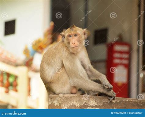 Thinking Monkey Close Up Stock Image Image Of Mind 185709781