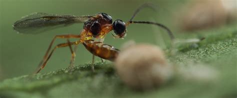 BioAphidius BioBee South Africa