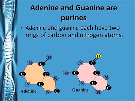 Molecules Of Life Ppt Download