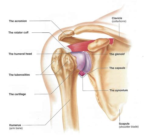 How The Shoulder Works | Utah | Dr Skedros Orthopaedics