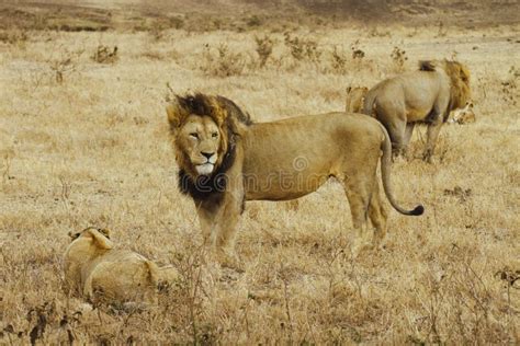 Pride Of Lions In The Ngorongoro Crater Tanzania Stock Image Image