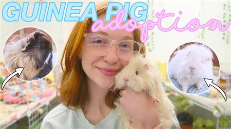 Adopting Two Peruvian Guinea Pigs Vlog Youtube