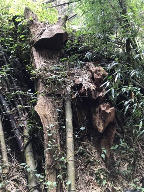 橫財差點變橫禍！民宅赫見百公斤珍貴牛樟扁柏 報警逮6山老鼠 社會 自由時報電子報