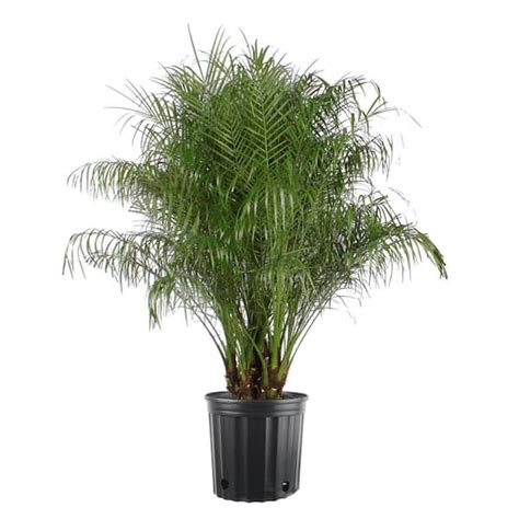 Costa Farms 7 Gal Phoenix Roebelenii Palm Tree In Pot Ph15 The Home