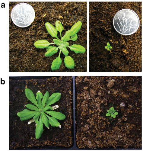 Arabidopsis Thaliana Col 0 Grown Under Normal Co2 380 Ppm And Low Co2