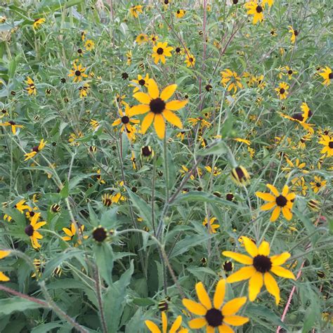 Rudbeckia | Siskiyou Seeds