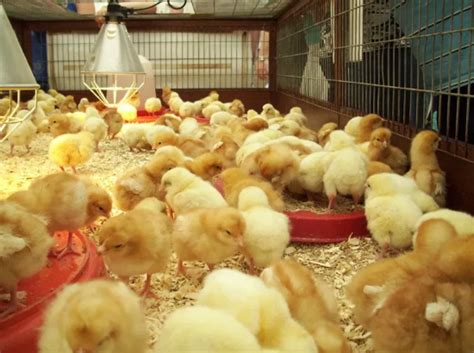 Honour Promise To Provide 20 Million Day Old Chicks Poultry Farmers