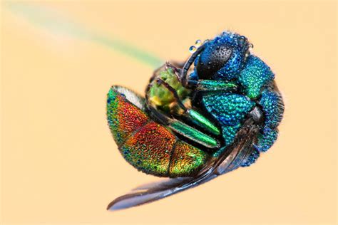 Bay Nature Magazine: The Cuckoo Wasp, A Gorgeous Parasite