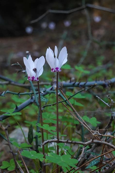 DSC08310 Cyclamen Cyprium Avakas Gorge Jutta Monhof Flickr