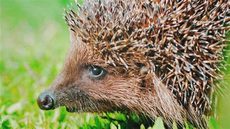 Hedgehog In Nature - Stock Photos | Motion Array