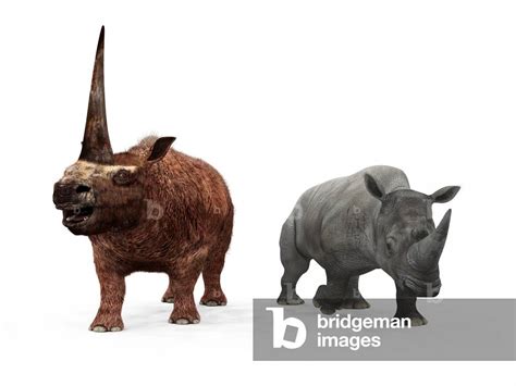 Image of Elasmotherium and White Rhinoceros - Comparison - Elasmotherium and Rhino