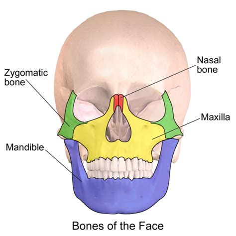 Facial Trauma Physiopedia