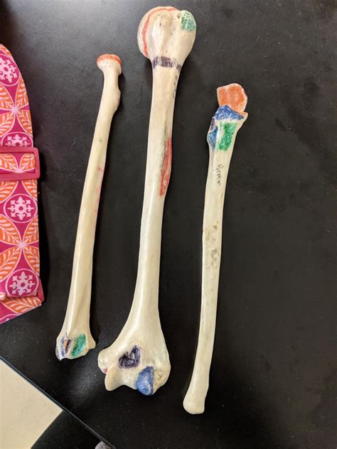 Arm bones Diagram | Quizlet