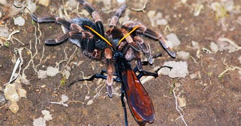 11 Facts About The Spider-Fighting Tarantula Hawk