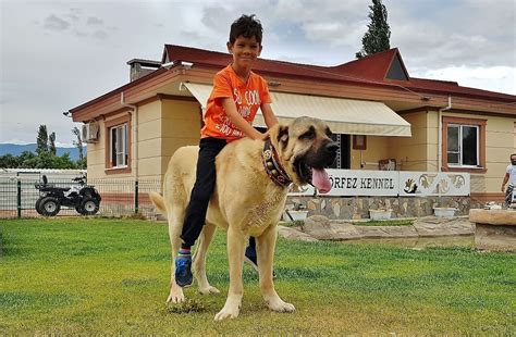 Turkey's giant malaklı dogs offer protection to the world | Daily Sabah