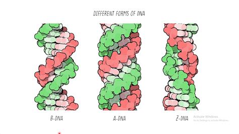 16 Different Forms Of DNA A Form B Form Z Form YouTube