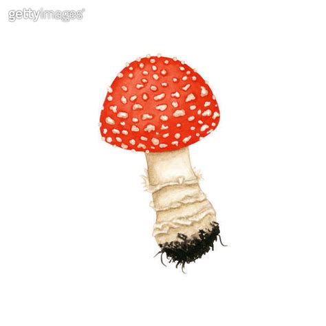 Watercolor Fly Agaric Poisonous Forest Mushroom Amanita Muscaria