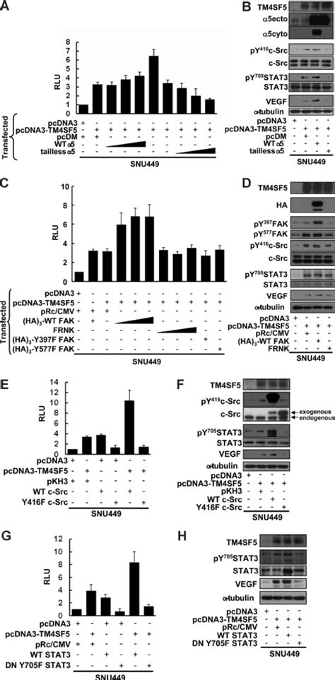 Tm4sf5 Mediated Vegf Induction Involves Integrin ␣ 5 Fak C Src And