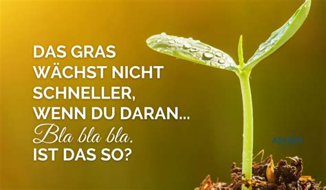 Das Gras wächst nicht schneller wenn man daran zieht Amata Bayerl